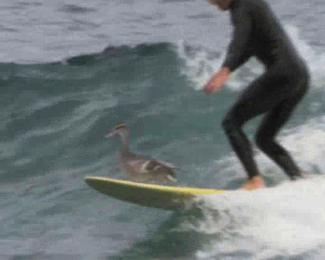 surfing duck 1.jpg