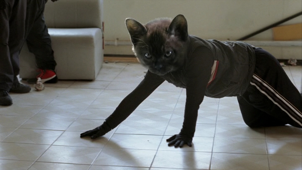 Cat Crawling.jpg