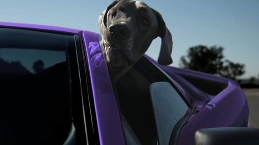DOGS-IN-CARS.png