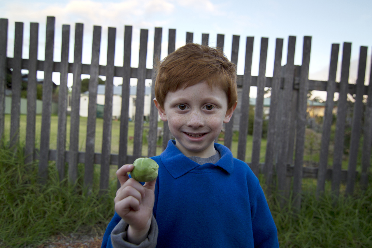 IGA TV.Brussel sprouts.jpg