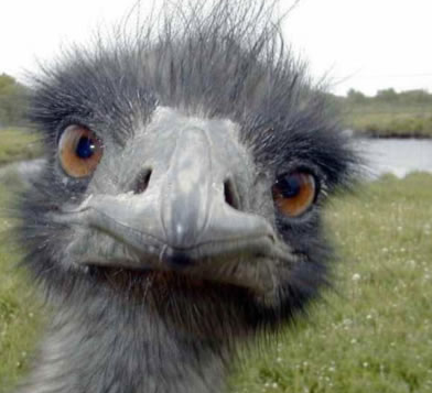 ostrich.png