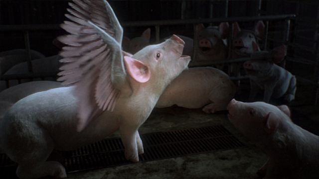 animalsAustralia_STILLframe.jpg