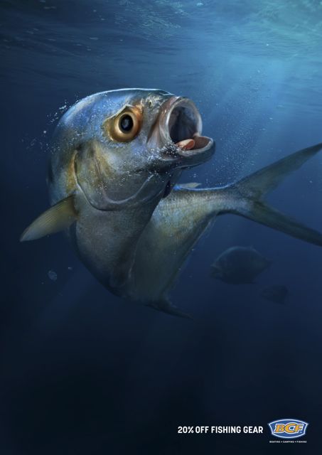 BCF Scared Fish_1.jpg