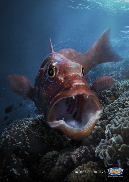 BCF Scared Fish_3.jpg