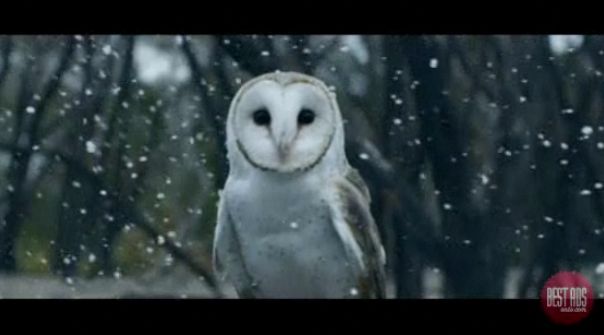 owl.jpg