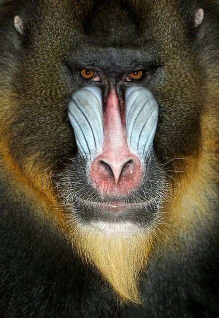 Baboon.jpg