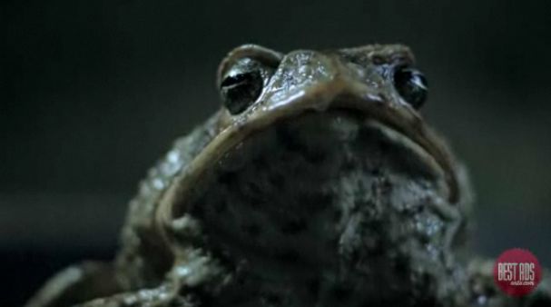 Cane Toad.jpg