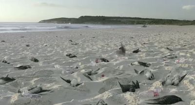 StopTrashing-thumb-400x216-110446.jpg