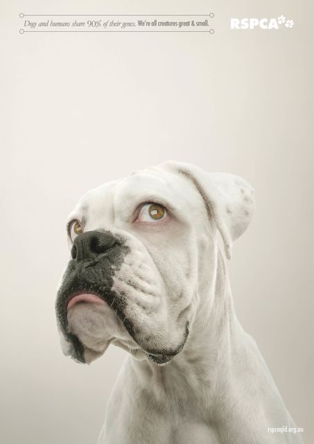 RSPCA Brand Press_lres.jpg