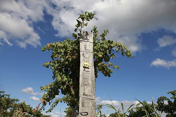 Mount_Pleasant_Lovedale_vineyard.jpg