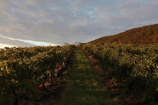 Mount_Pleasant_Old_Hill_vineyard.jpg