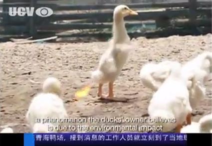 Duck1.jpg