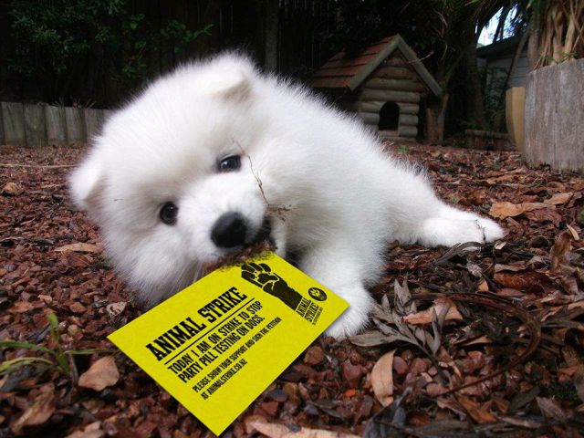 Animals on strike.jpg
