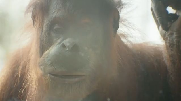 zoosvic.jpg