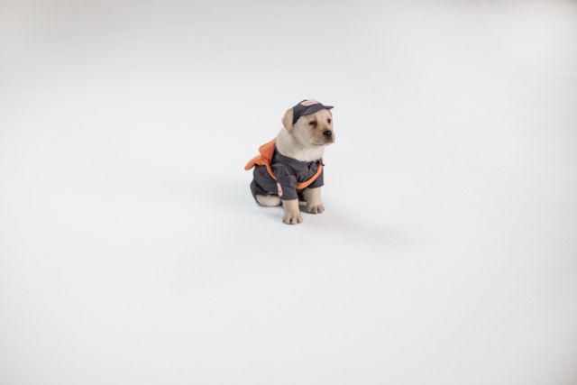 HelloYouPostPuppies1a.jpg