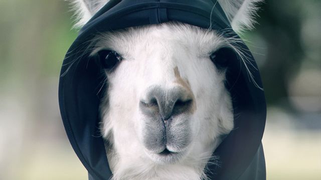 Ergon Llama online_1.jpg