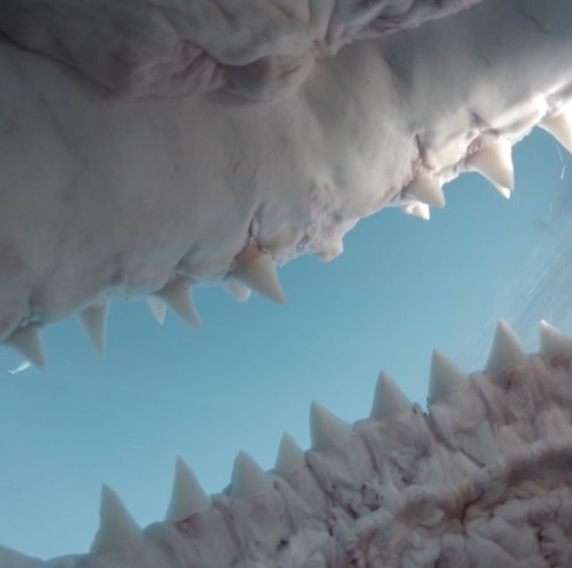 Shark.jpg