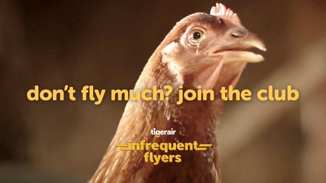 TigerairChickens.jpg