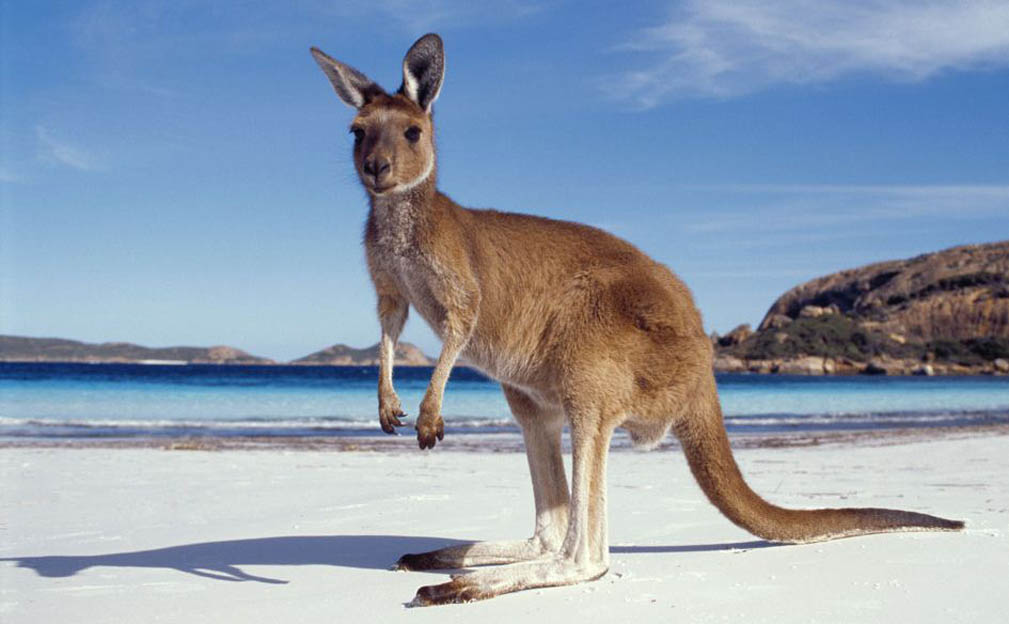 Kangaroo on Australian Beach.jpg