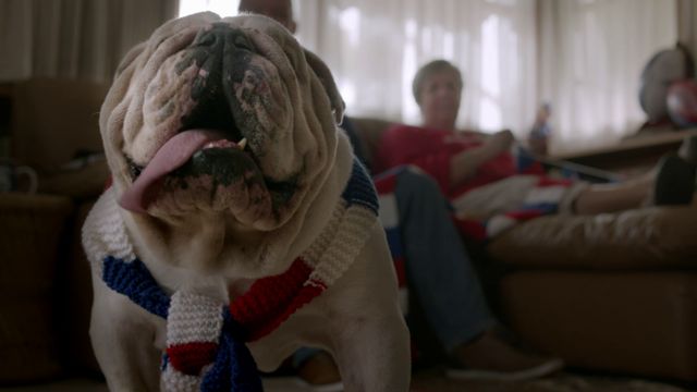 Sid the bulldog.jpg