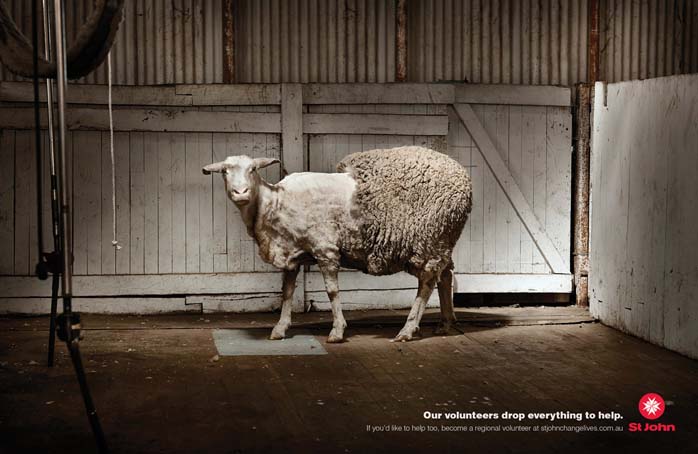 St John Ambulance  - Sheep_sml.jpg