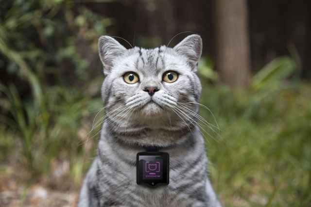 WHISKAS CATSTACAM - the device.jpg