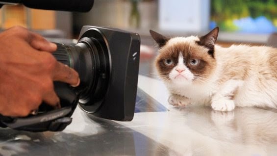 grumpy_cat_2.jpg