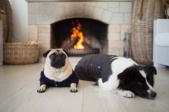 Frank and Rocky relaxing.jpg