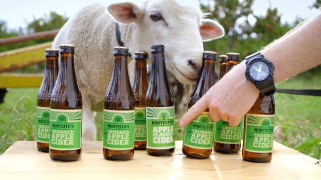 Sheep.jpg