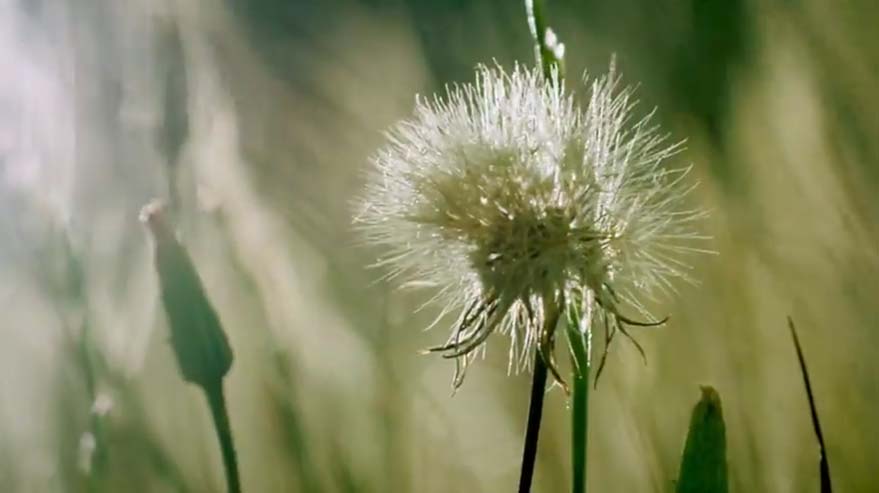 Jalna-nature.jpg