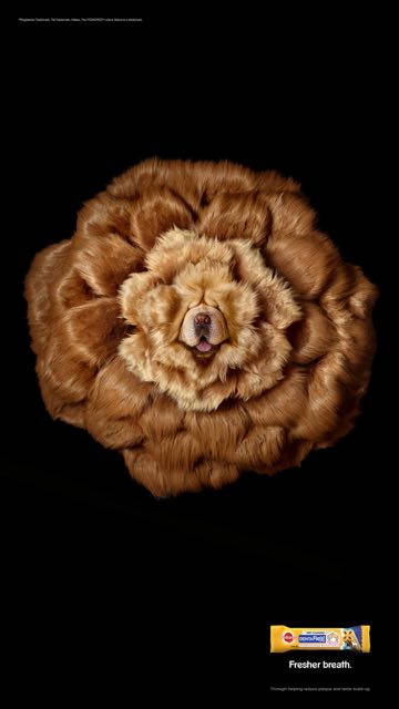MUB1866_Pedigree_Dentastix_ShopaLive_1080x1920px_Chow Chow Blossom.jpg