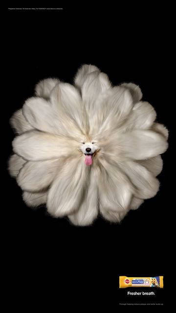 MUB1866_Pedigree_Dentastix_ShopaLive_1080x1920px_White Samoyed Gerbera.jpg