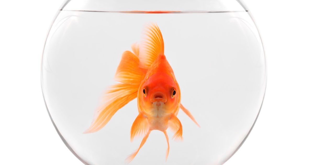 Goldfish-floating-in-bowl-on-a-white-background.jpg