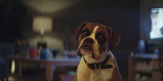 Buster The Boxer_John Lewis Christmas.jpg