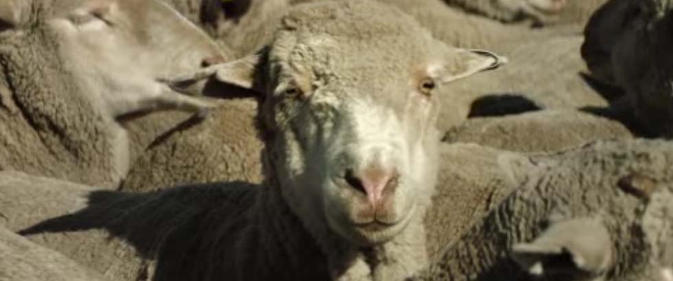 Sorento-sheep.jpg