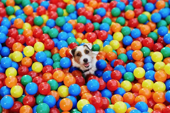 DOG+DEEPLINK+IMAGE.jpg