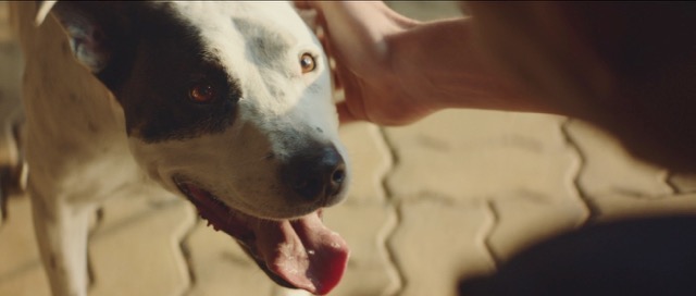 Iron Jack dog still.jpg