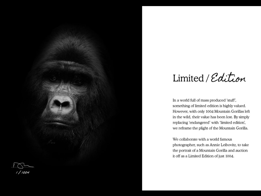 Gorilla Doctors2.jpg