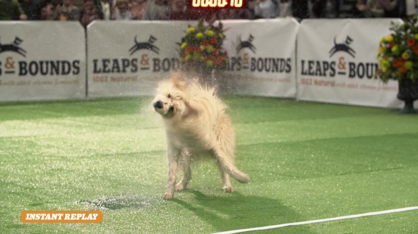 Leaps-and-Bounds_Petkind_Shake.jpg