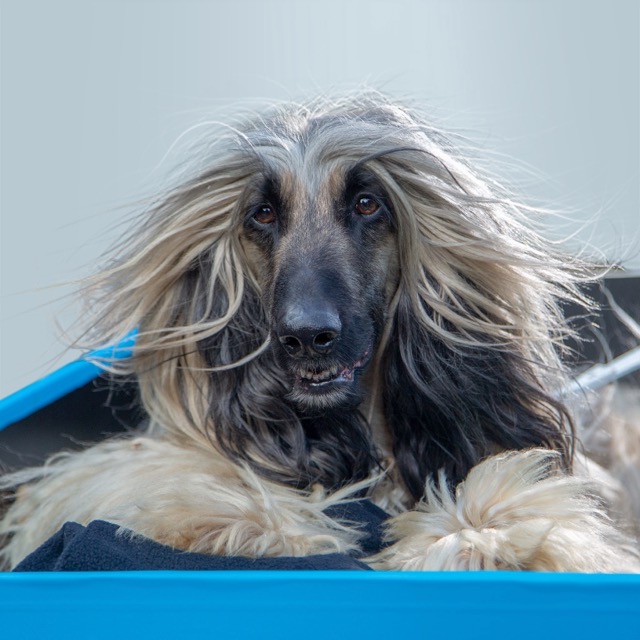 RSPCA Banner-image.jpg