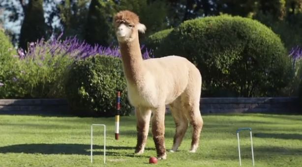 Screen Shot 2018-12-04 at 1.18.08 pm.jpg