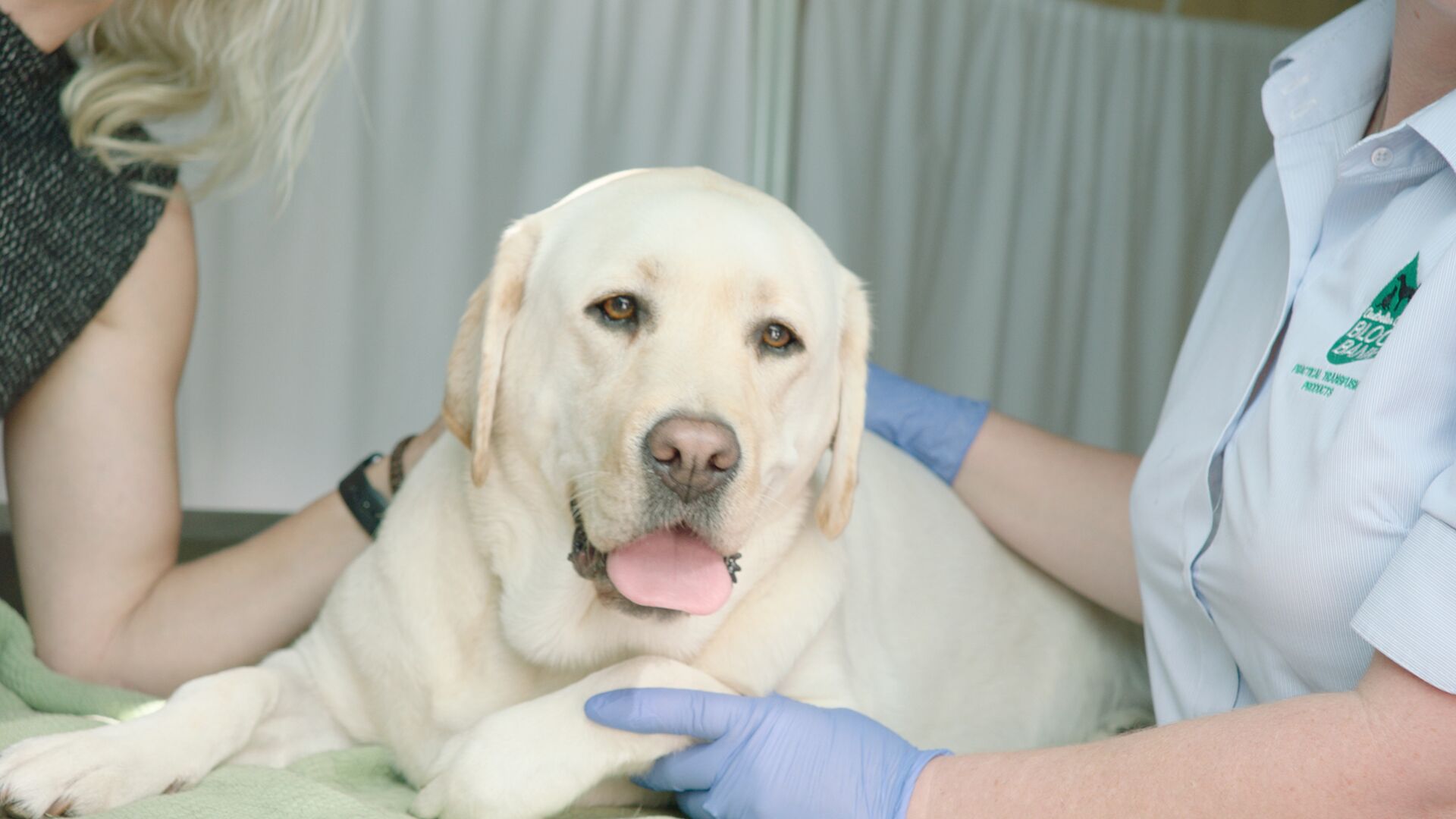 Pedigree launches ‘Donate with a Mate’ human and canine blood donation service via Clemenger