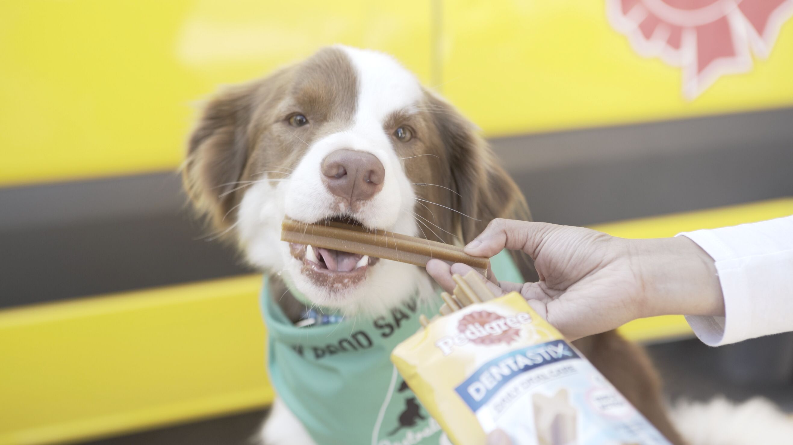 Pedigree launches ‘Donate with a Mate’ human and canine blood donation service via Clemenger