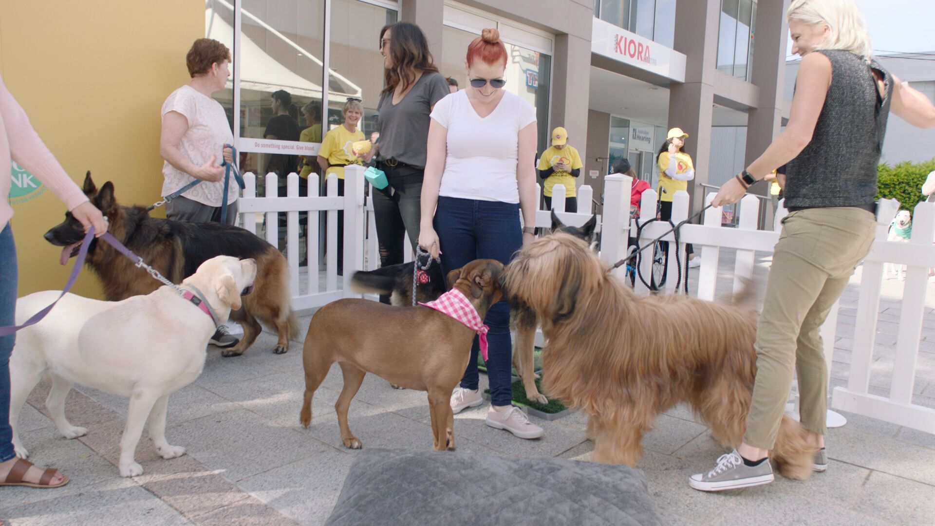 Pedigree launches ‘Donate with a Mate’ human and canine blood donation service via Clemenger