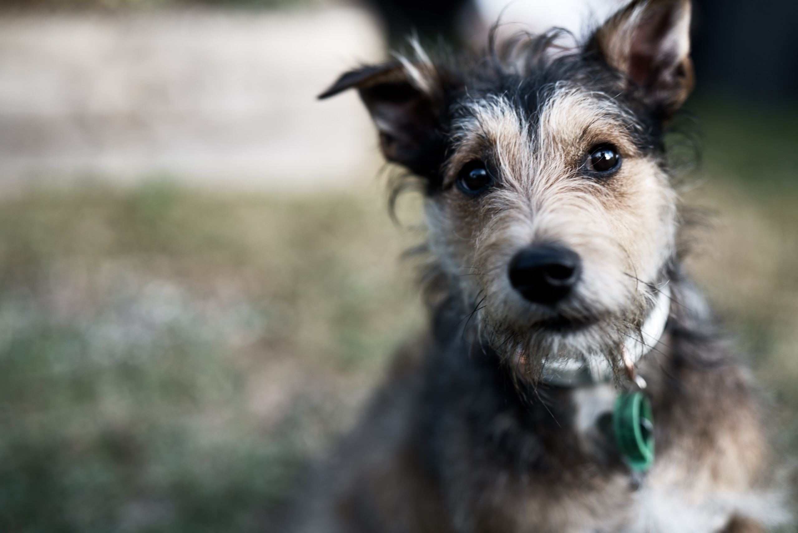 DDB LAUNCHES CAMPAIGN FOR NEW ZEALAND’S NEWEST CHARITY PET REFUGE; HITS FUNDING TARGET IN 7 DAYS