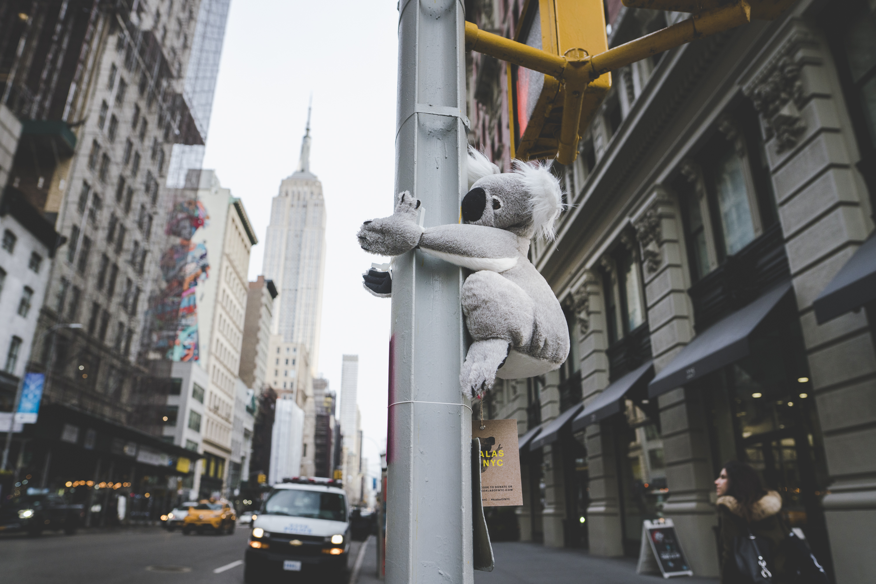 Cummins&Partners NYC takes action to help furry friends in Australia with @koalasofnyc