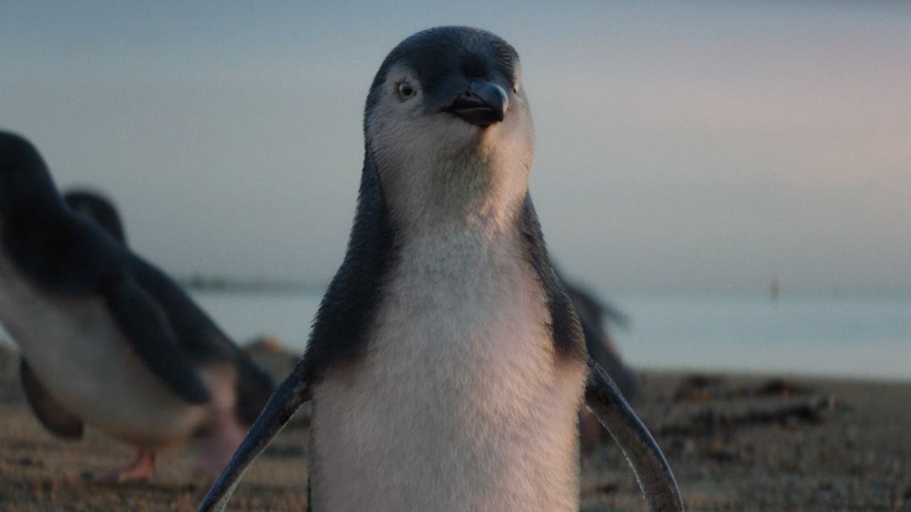 Australia picks up two Gold Awards, four Silver and five Bronze at 2020 NYF Advertising Awards