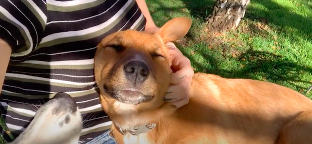 Black Hawk + VitaPet say thanks to four legged fur workers in social campaign via The Works