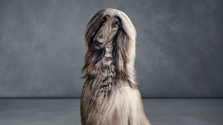 Mars Petcare’s Optimum launches new ‘Lucky You Do’ campaign via Clemenger BBDO, Melbourne
