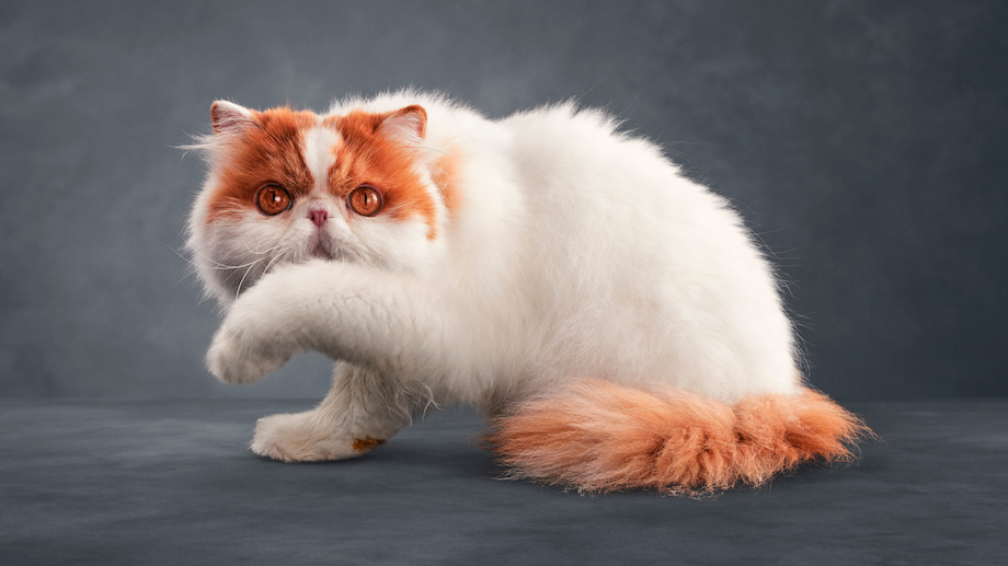 Mars Petcare’s Optimum launches new ‘Lucky You Do’ campaign via Clemenger BBDO, Melbourne